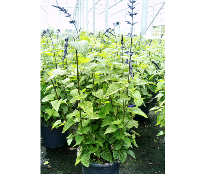 SAUGE GUARANITICA BLACK AND BLOOM