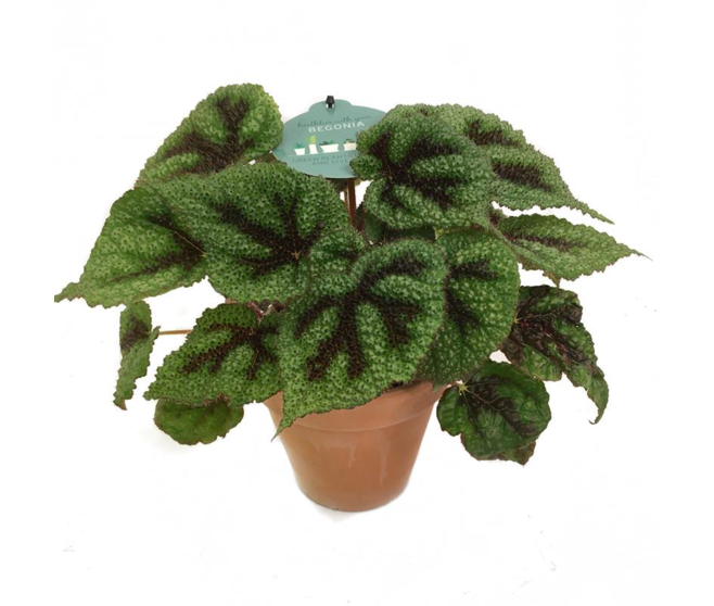 BEGONIA REX P TERRE