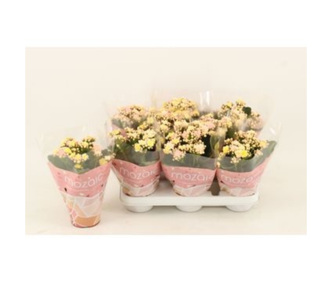 KALANCHOE 3COULEURS MOZAIC