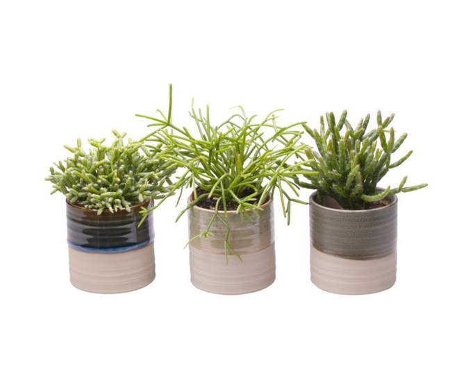 RHIPSALIS CERAM