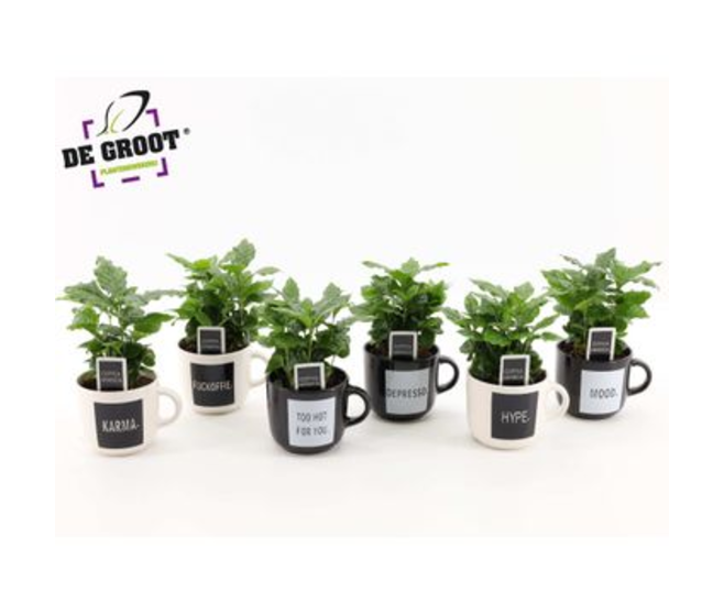 COFFEA ARABICA CERAM TASSE