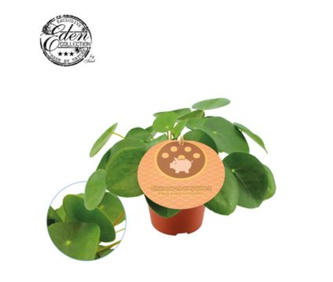 PILEA PEPEROMOIDES