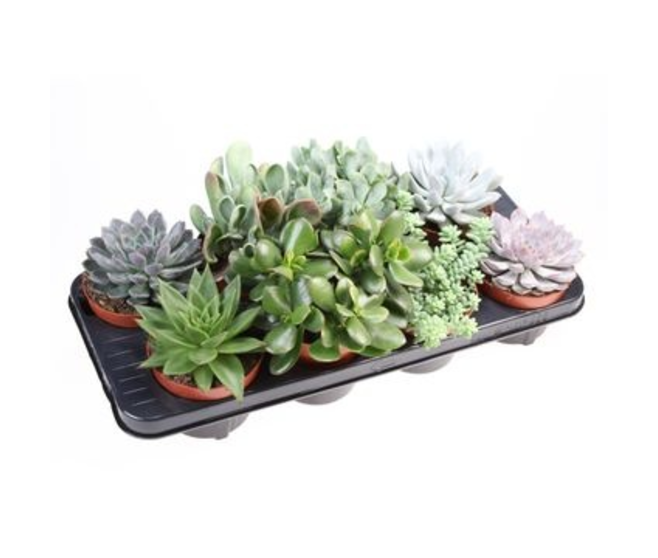 SUCCULENTE VARIEE