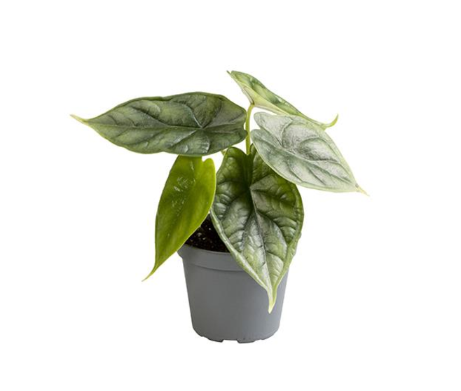 ALOCASIA BAGINDA