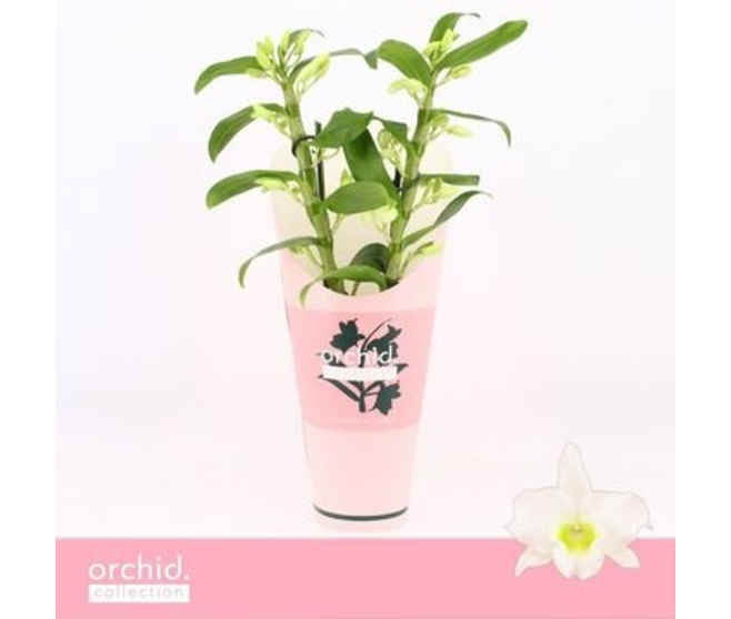 DENDROBIUM 2BR NOBILE BLANC APOLLON