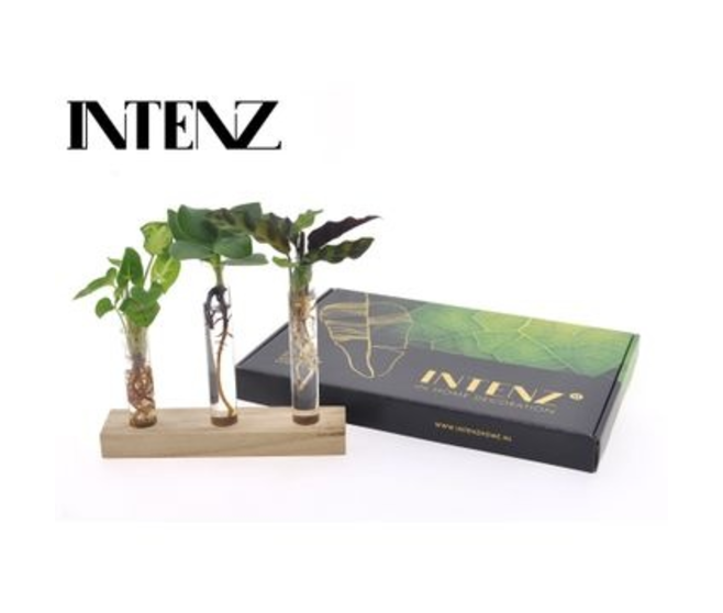 PLANTE VERTE X3 HYDRO BOIS