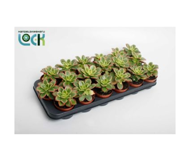 AEONIUM TRICOLOR