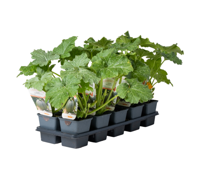 COURGETTE BOLDENICE