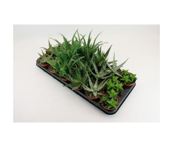 ALOE VARIE
