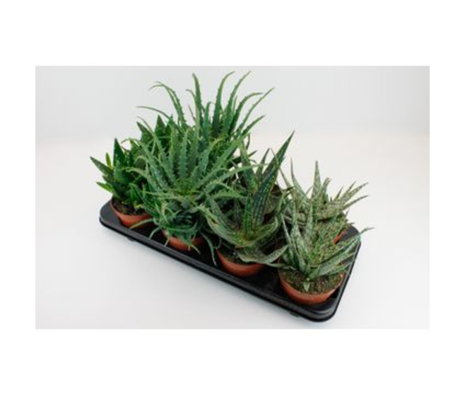 ALOE VARIE