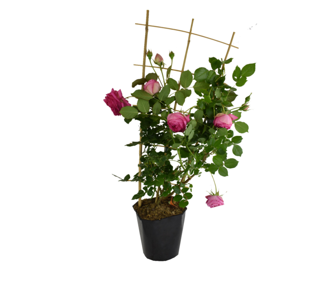 ROSIER CYCLAMEN P RONSARD PALISSE