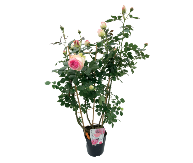 ROSIER CYCLAMEN P RONSARD PALISSE