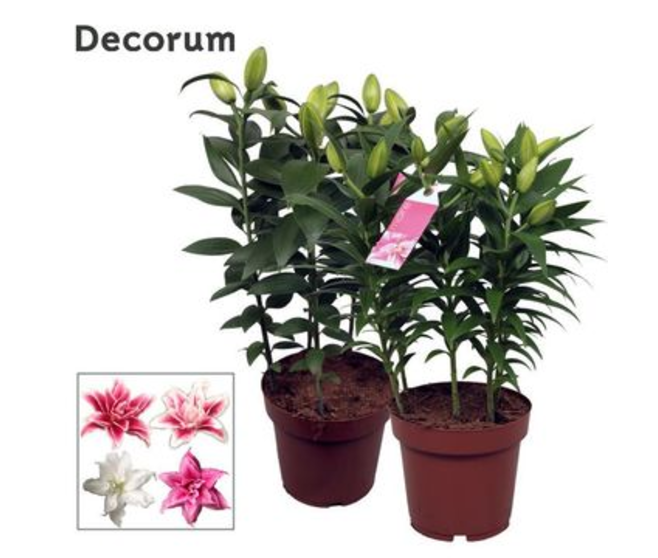 LILIUM ROSELILY VARIE 5PP