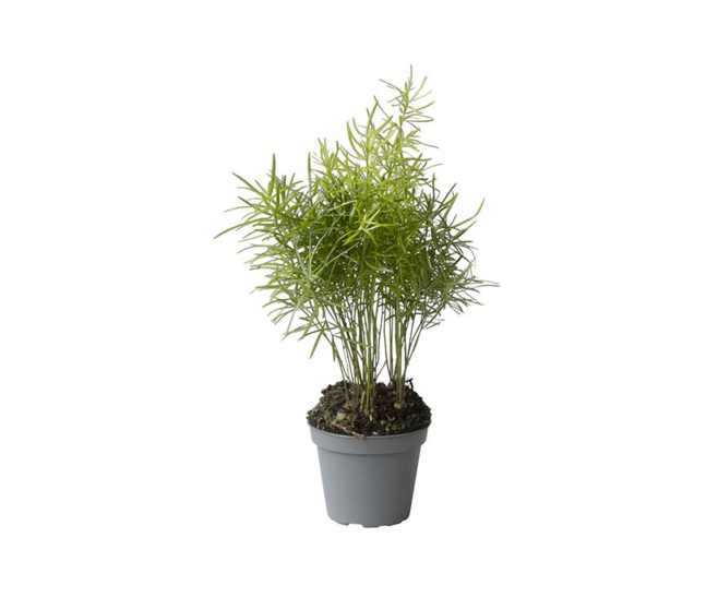 ASPARAGUS DENSIFLORUS