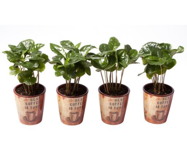 COFFEA ARABICA CERAM