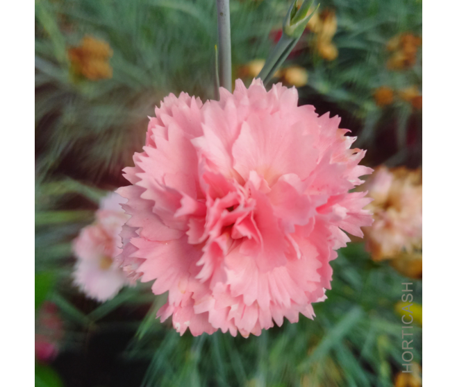 OEILLET PLUMARIUS LETITIA WYATT