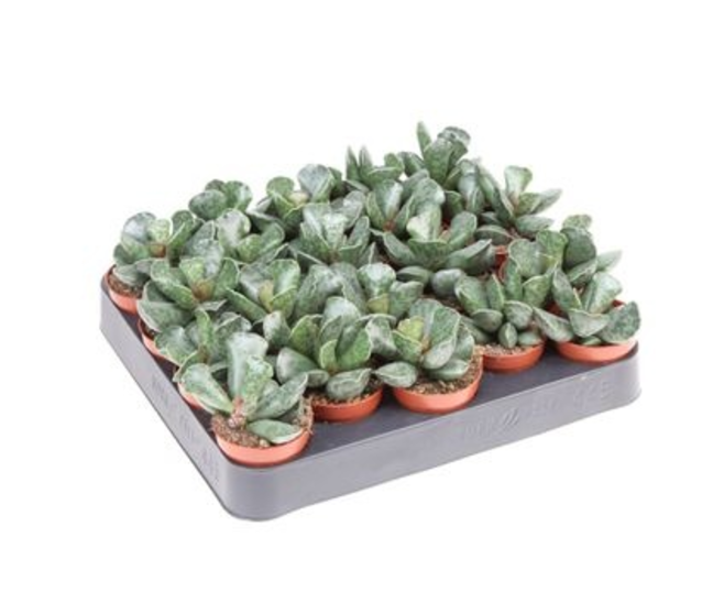ADROMISCHUS COOPERII