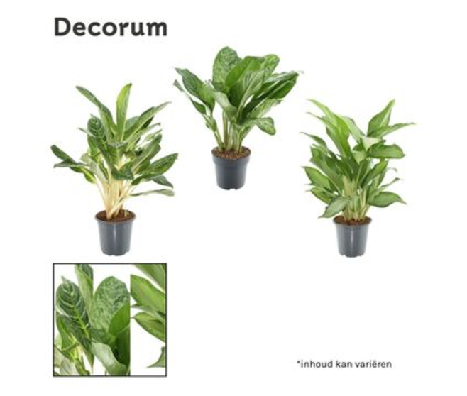 AGLAONEMA VARIE