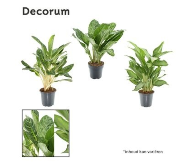 AGLAONEMA VARIE