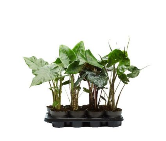 ALOCASIA VARIE