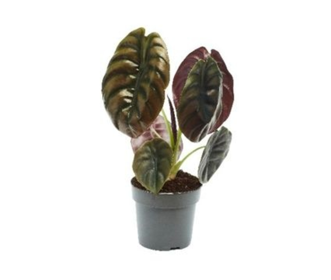 ALOCASIA RED SECRET