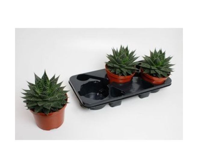 ALOE ARISTATA