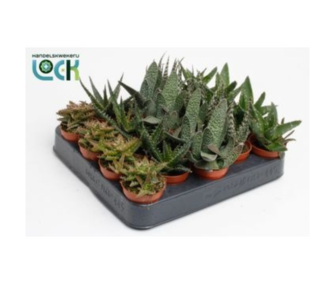 ALOE VARIE