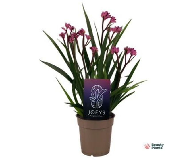 ANIGOZANTHOS BEAUTY PINK