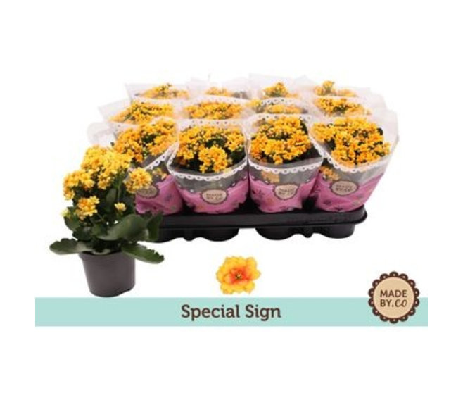 KALANCHOE FL DBLE JAUNE ORANGE