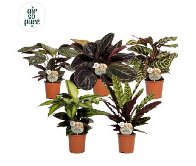 CALATHEA SPECIAL VARIE