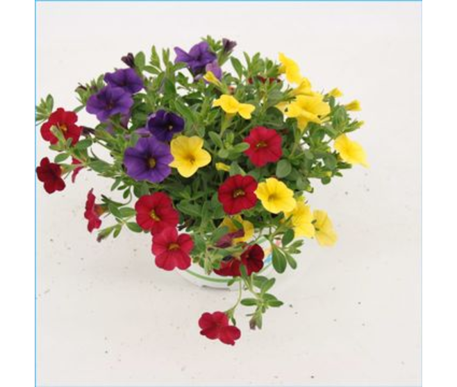 CALIBRACHOA TRIXI BOLERO