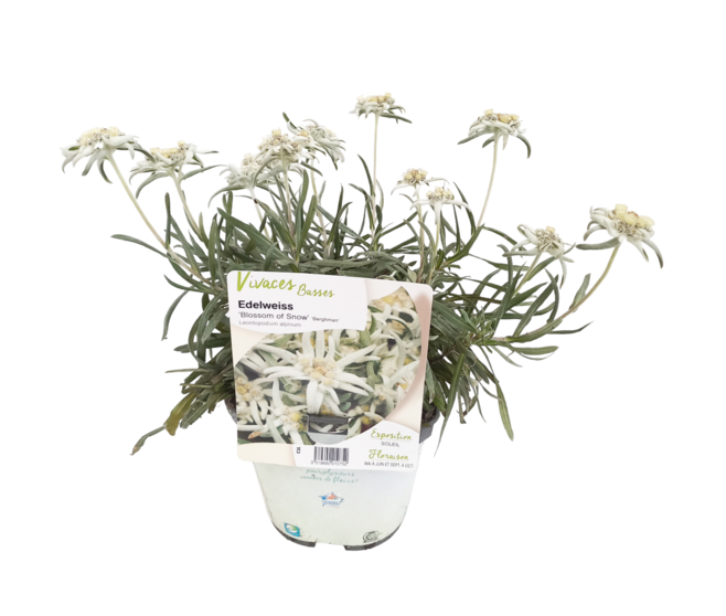 EDELWEISS LEONTOPODIUM BLOSSUM OF SNOW