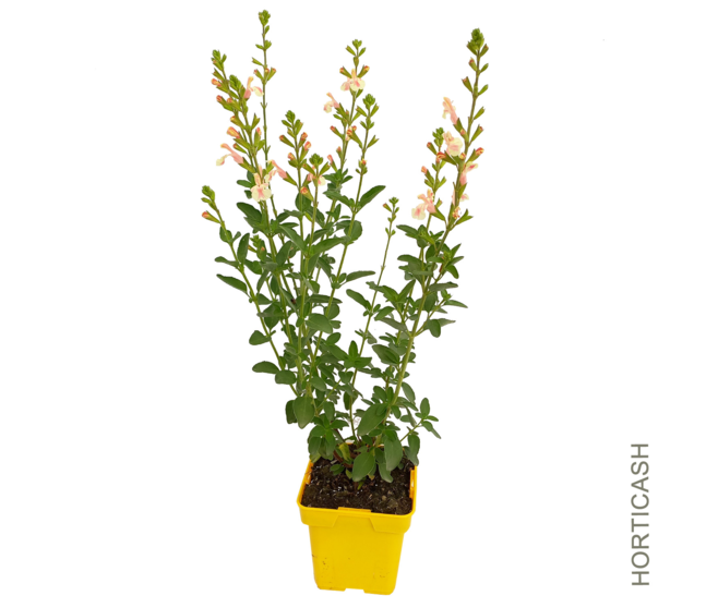 SAUGE X JAMENSIS BELLE DE LOIRE