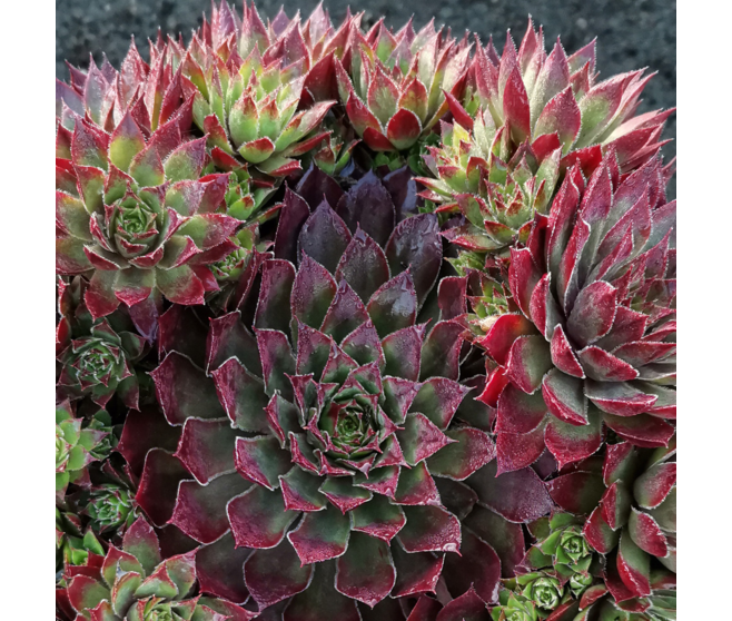 SEMPERVIVUM CHICK CHARMS BUTTERSCOTCH BABY