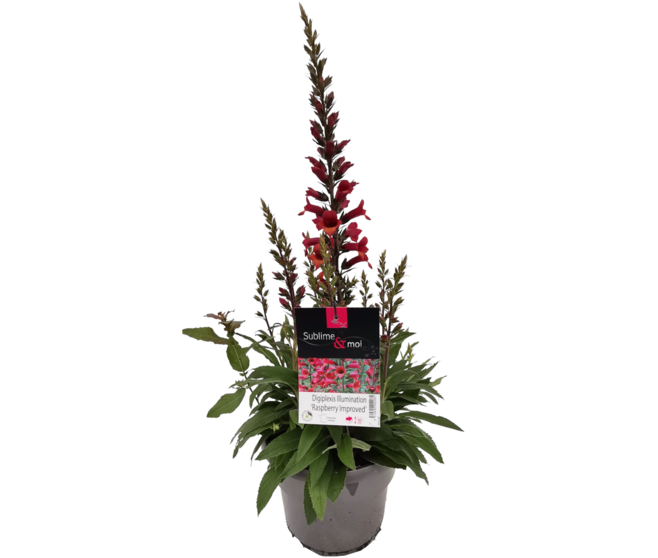 DIGIPLEXIS ILLUMINATION RASPBERRY