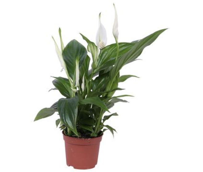 SPATHIPHYLLUM PEARL CUPIDO