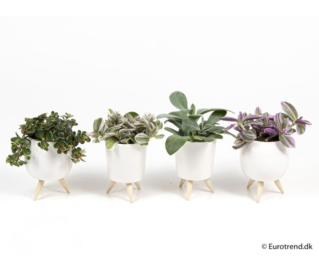 PLANTE VERTE SUSP
