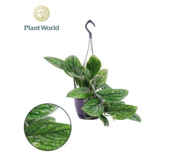 SCINDAPSUS MARBLE PLANET SUSP