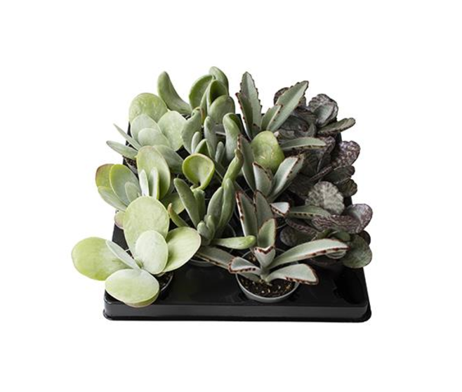 KALANCHOE VARIE