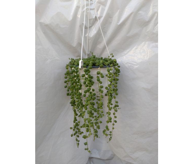 SENECIO ROWLEYANUS SUSP