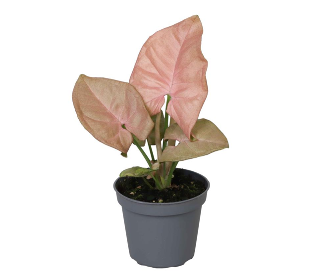 SYNGONIUM PODOPHYLLUM