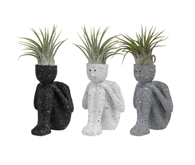 TILLANDSIA IONANTHA PERSONNAGE
