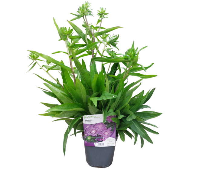 STOKESIA LAEVIS BLUE STAR