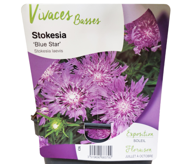 STOKESIA LAEVIS BLUE STAR