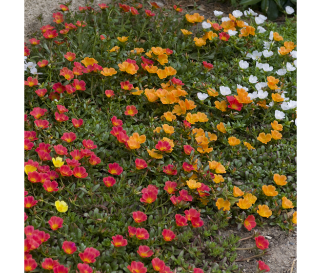 PORTULACA UMBRATICOLA