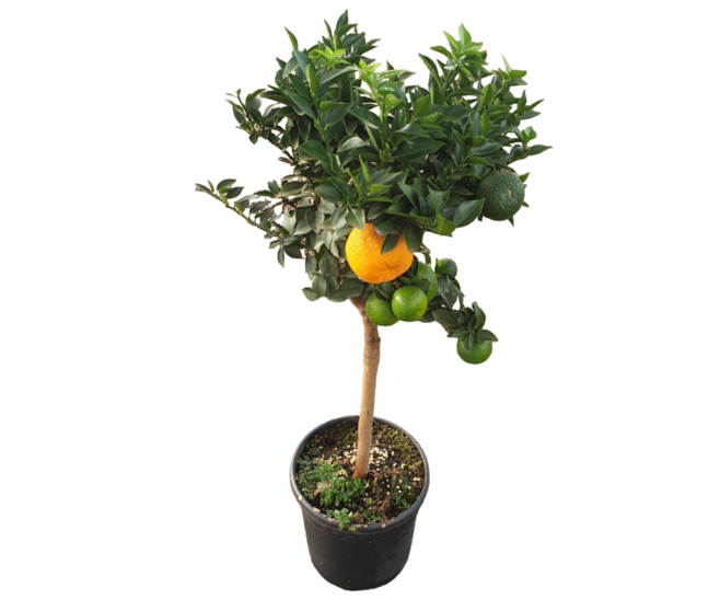 CHINOTTO 1/2TIGE