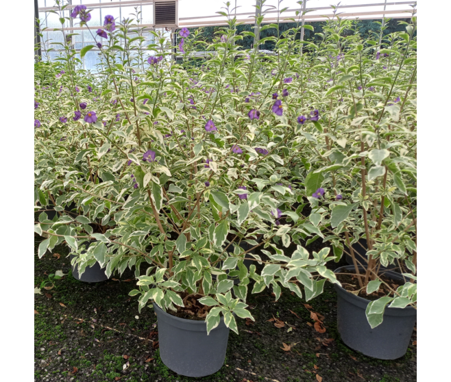 SOLANUM RANTONNETII PANACHE