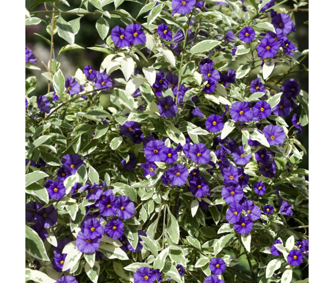 SOLANUM RANTONNETII PANACHE