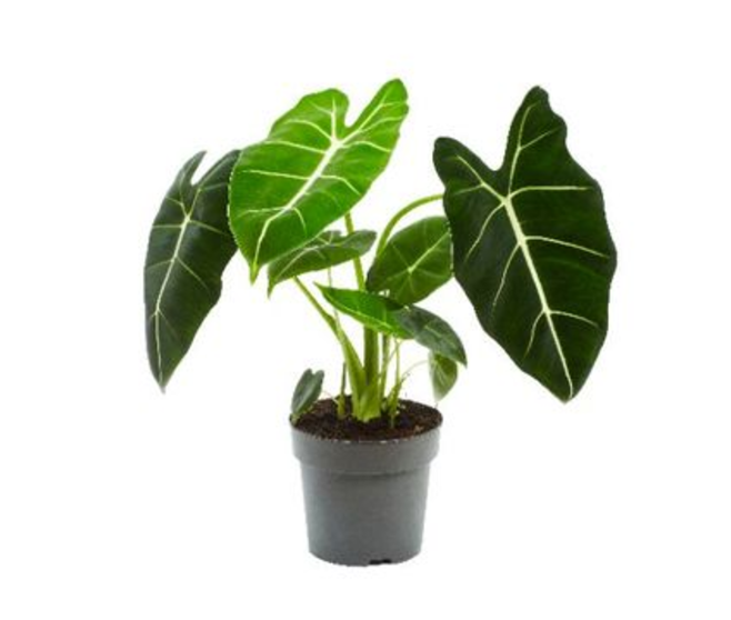 ALOCASIA FRYDEK