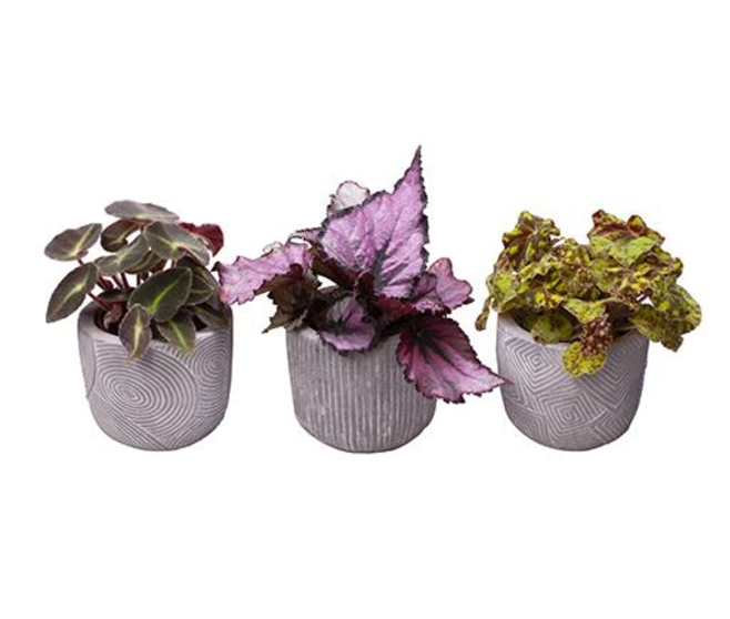 BEGONIA REX CERAM